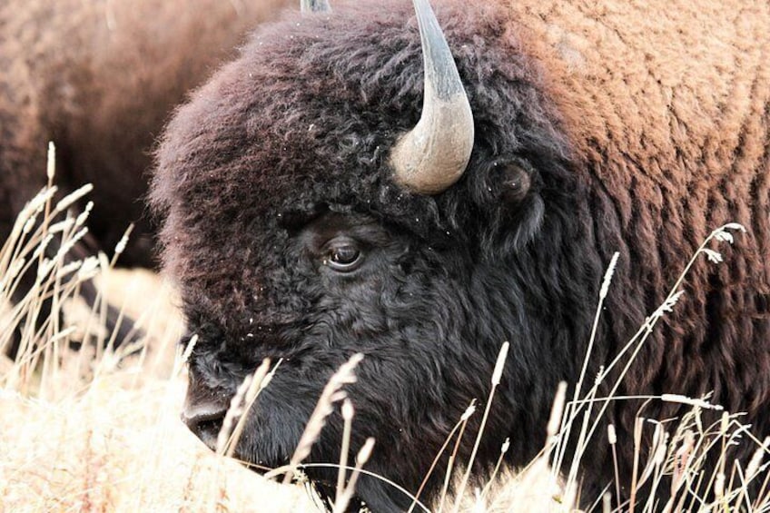 Un bisonte con un cuerno destacado, rodeado de hierba alta. 1