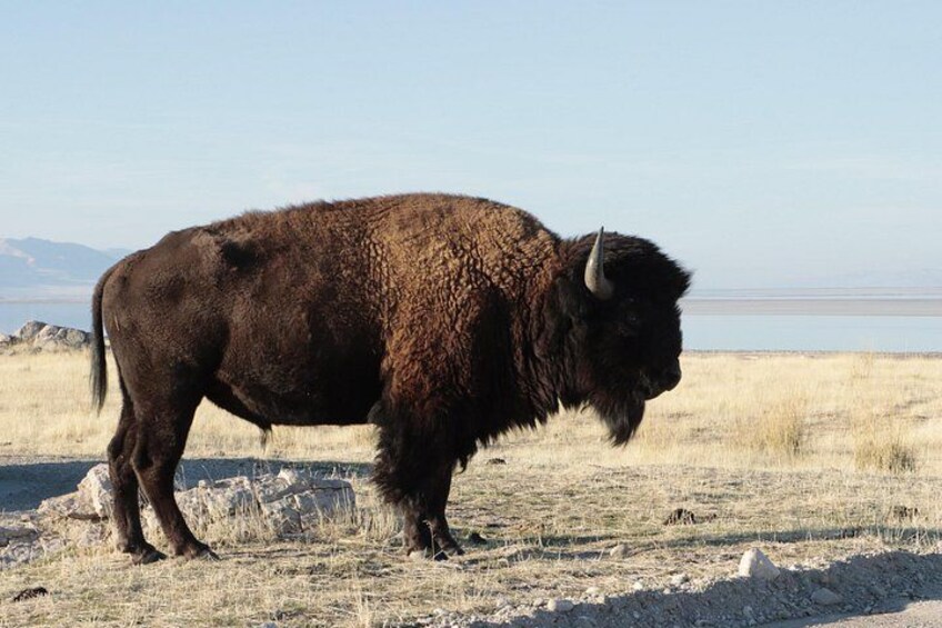 Big bison bull 4