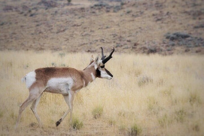 Great Salt Lake Safari - Discover Antelope Island 3