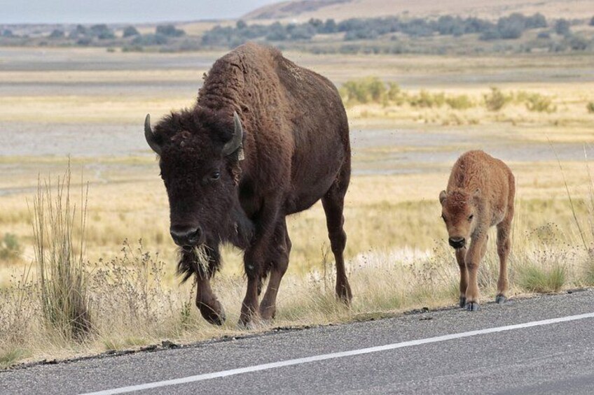 Mother and calf bison 3