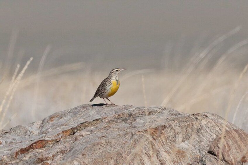 Un pájaro posado sobre una roca. 2