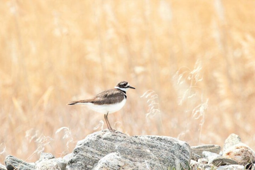Killdeer standing atop rock near roadway 4