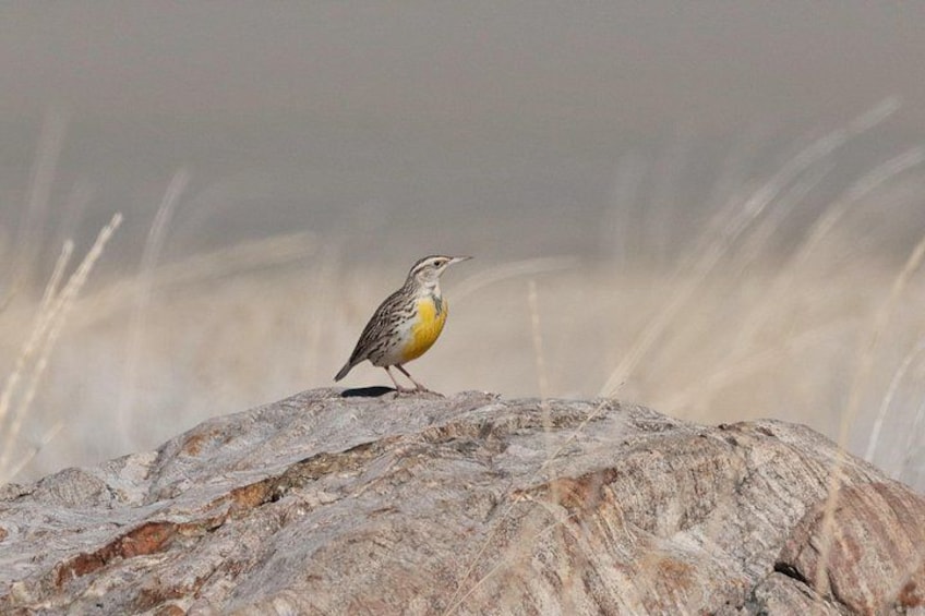 Un oiseau perché sur un rocher, avec de l’herbe sèche en arrière-plan. 2
