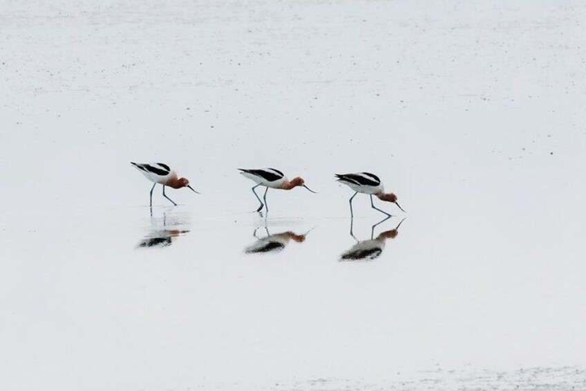 Tres aves vadeando en aguas poco profundas. 4
