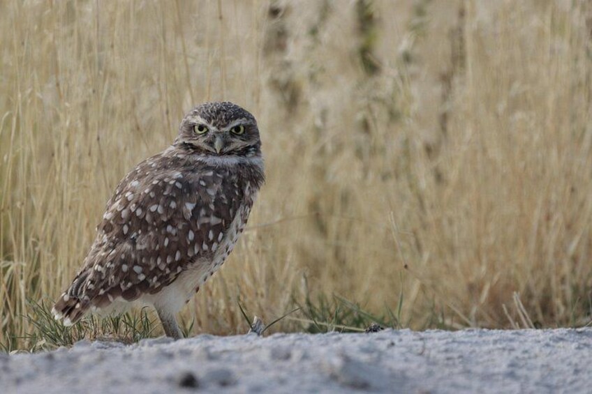 Burrowing owl 2