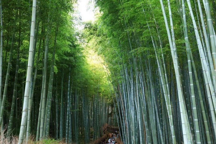 Kyoto Top Four Highlights Day Trip from Osaka or Kyoto 5