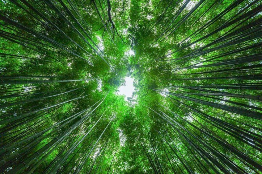 Kyoto Top Four Highlights Day Trip from Osaka or Kyoto 5
