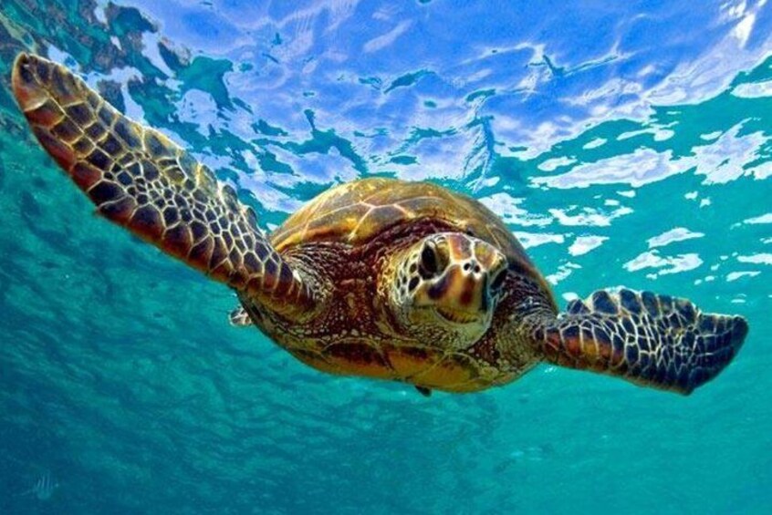 A sea turtle swimming underwater. 1