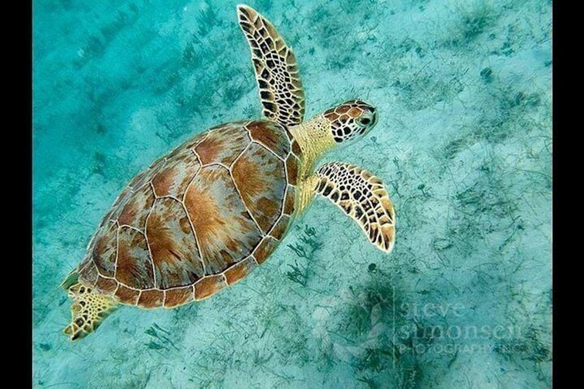 A sea turtle swimming underwater. 3
