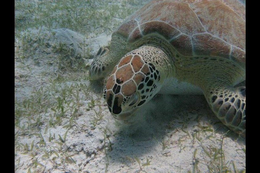 Snorkeling with Sea Turtles at St. Thomas 4