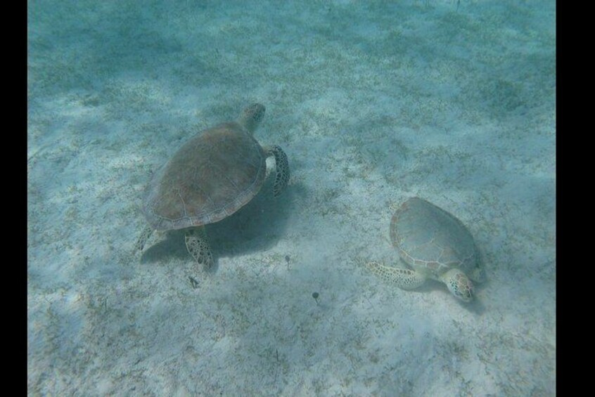Two sea turtles swimming underwater. 2