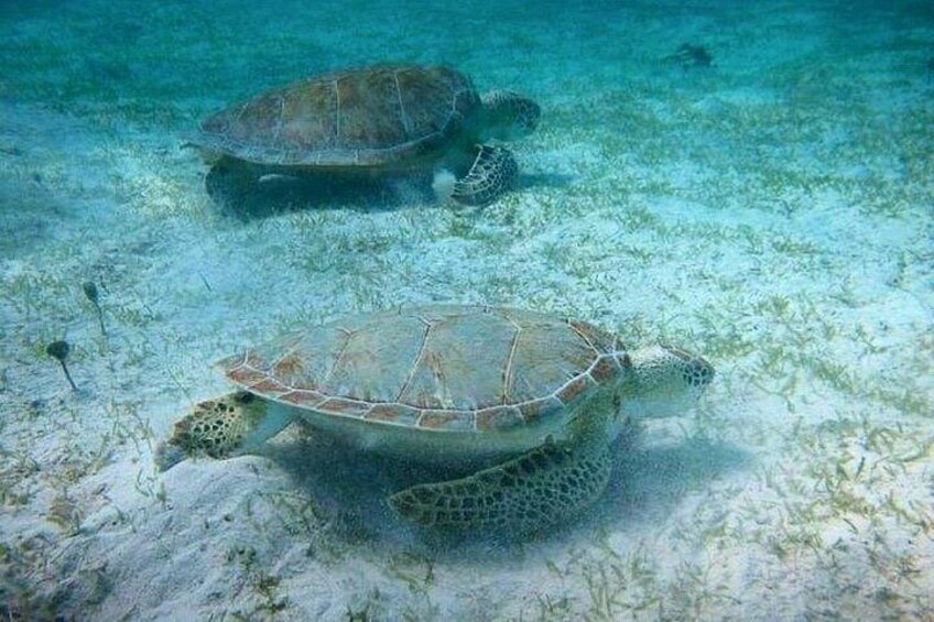 Two sea turtles swimming underwater. 5
