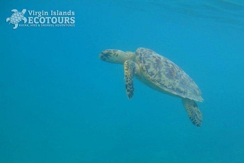 Snorkeling with Sea Turtles at St. Thomas 5