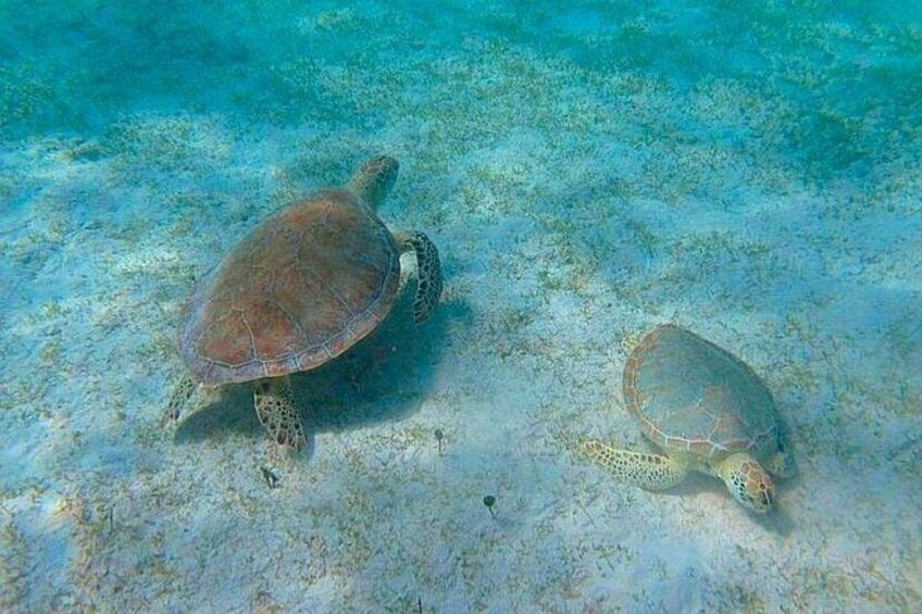 Snorkeling with Sea Turtles at St. Thomas 3