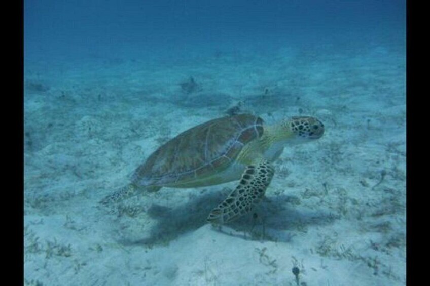 A sea turtle swimming in clear blue water. 4
