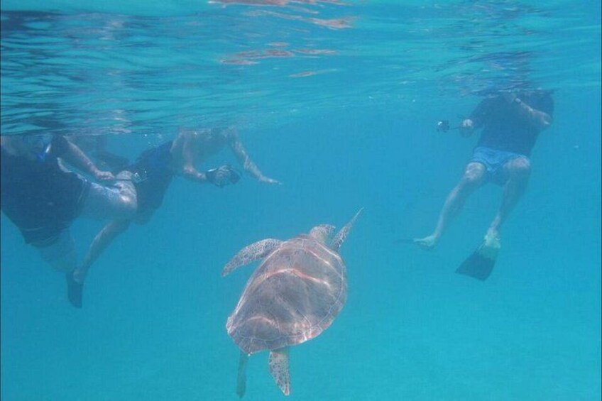 Snorkeling with Sea Turtles at St. Thomas 2