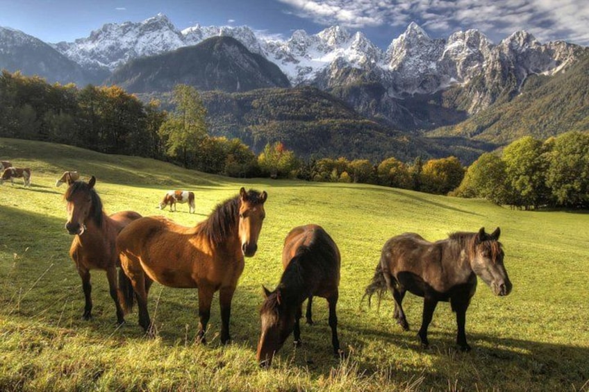 Horse Riding in Bled 1