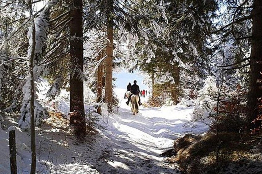 Horse Riding in Bled 2