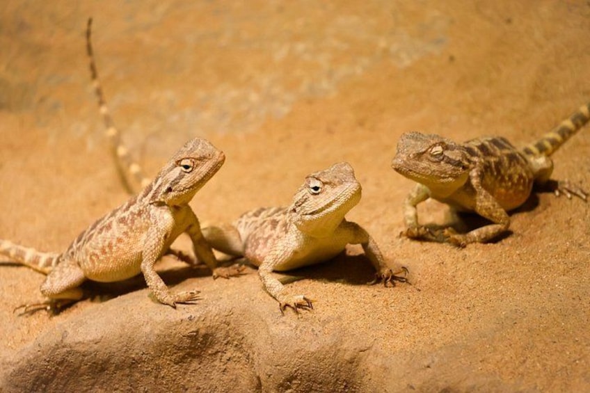 Prague ZOO Transfer with AudioGuide & Opt. Admission Ticket 2