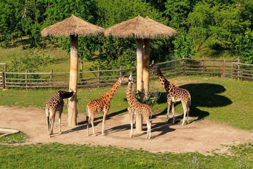 Prague ZOO Transfer with AudioGuide & Opt. Admission Ticket 3