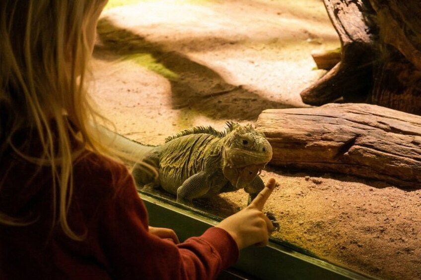 A person interacting with a large iguana in a terrarium. 2