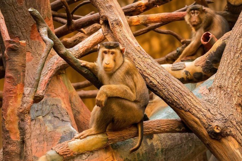 Prague ZOO Transfer with AudioGuide & Opt. Admission Ticket 3