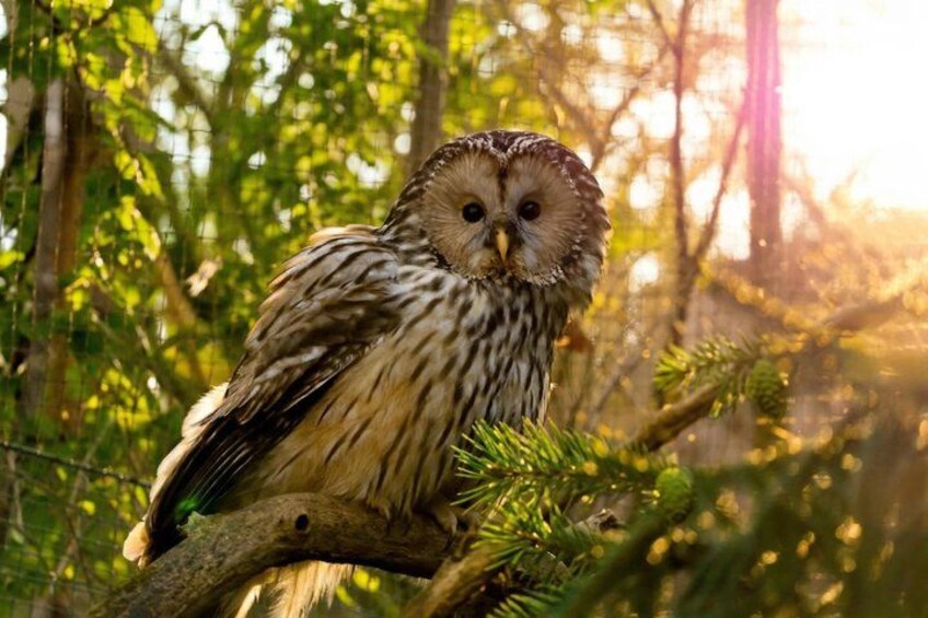 Prague ZOO Transfer with AudioGuide & Opt. Admission Ticket 4