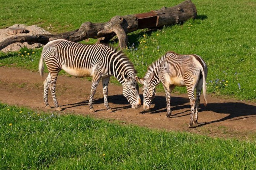 Prague ZOO Transfer with AudioGuide & Opt. Admission Ticket 5