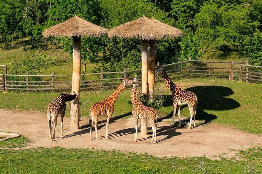 Prague ZOO Transfer with AudioGuide & Opt. Admission Ticket 4