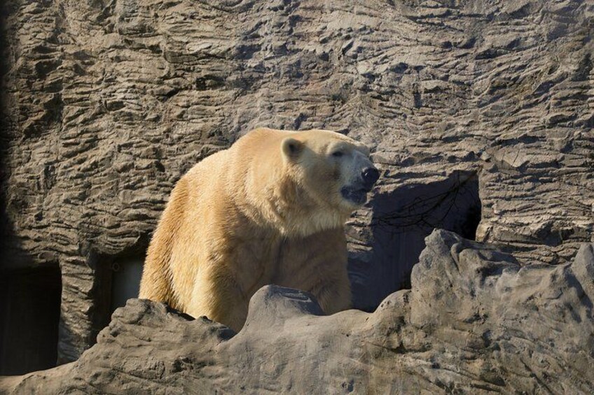 Prague ZOO Transfer with AudioGuide & Opt. Admission Ticket 5
