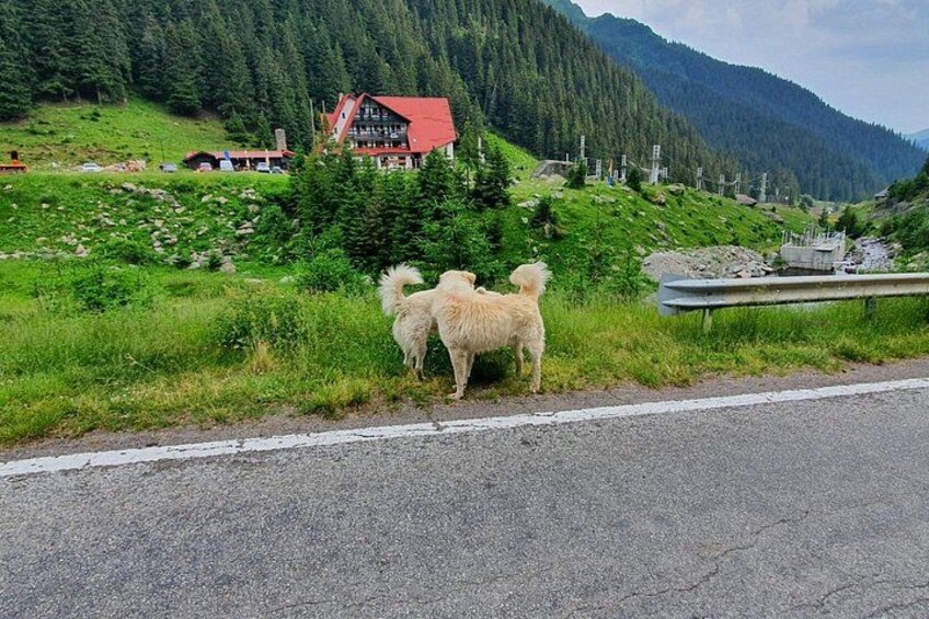 Una strada di campagna con un pastore tedesco vicino a un edificio con tetto rosso e una montagna boscosa sullo sfondo. 3