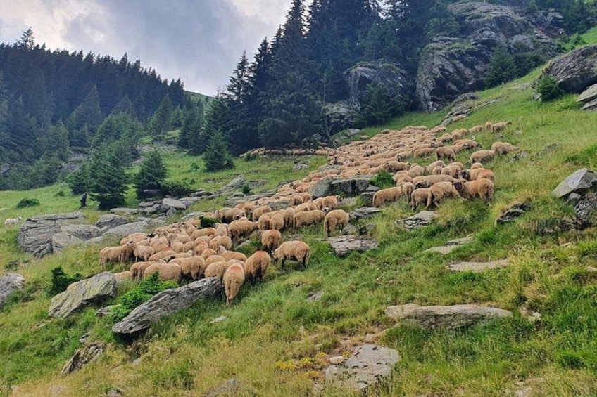Un gregge di pecore pascola su un pendio erboso, con rocce sparse e alberi sullo sfondo. 4