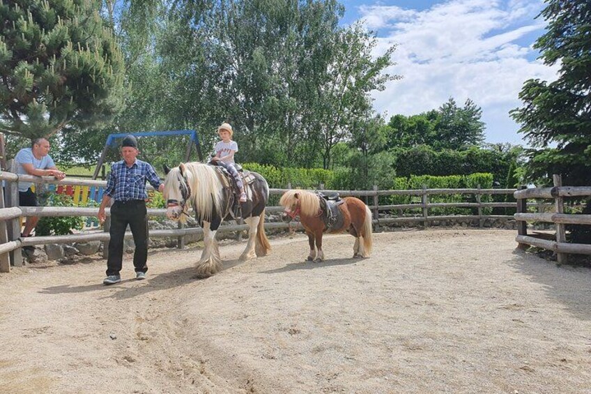 A person leading a horse in an outdoor arena. 2