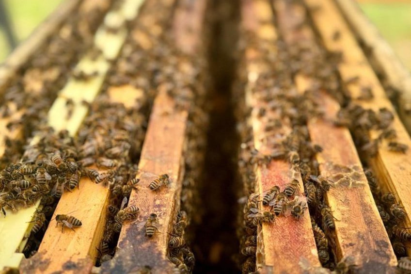 Inside the Hive: Kauai Honey and Bee Tour 3