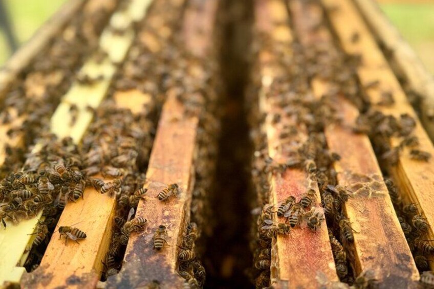 A close-up of a beehive with bees on wooden frames. 2