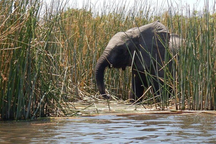 1 Night 2 Days Mokoro Overnight Tour Okavango Delta 3