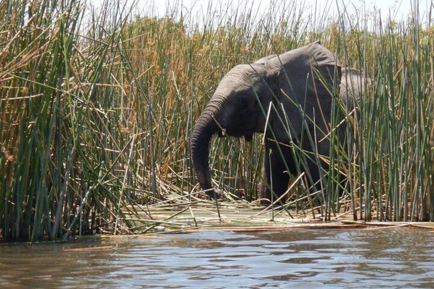 En elefant i ett vattendrag, omgiven av högt gräs. 3