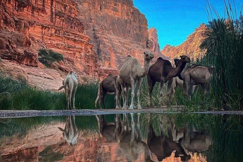 Full Day Wadi Al Disah and Al Shaq Adventure From Tabuk 3