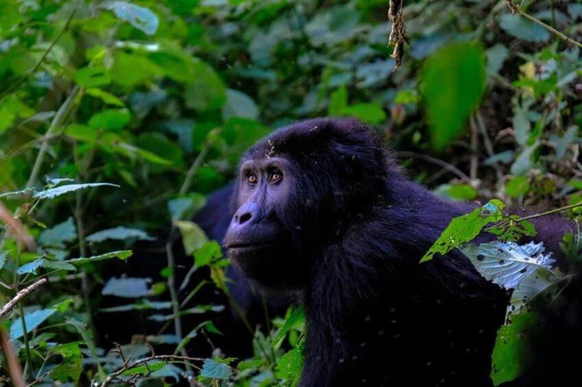 A gorilla in a dense green forest. 1