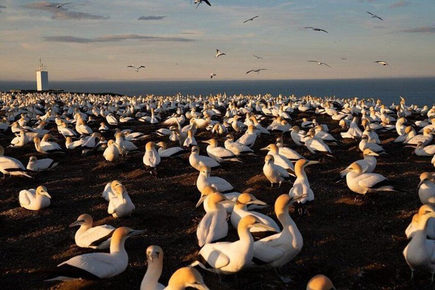 Exclusive SUNRISE tour to Cape Kidnappers 5