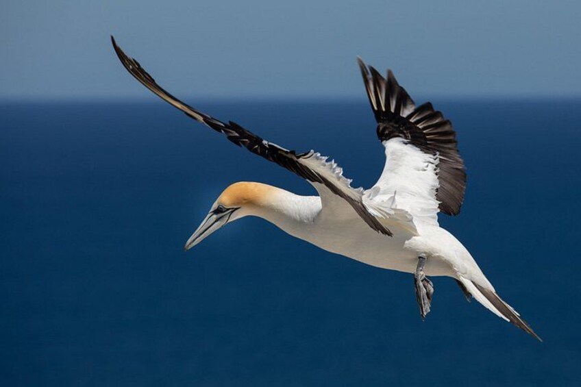 Exclusive SUNRISE tour to Cape Kidnappers 2