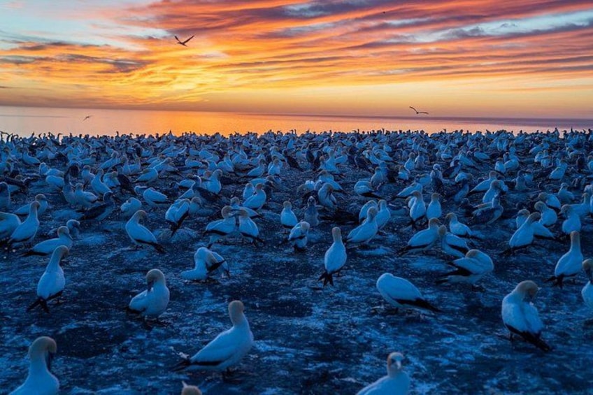 Exclusive SUNRISE tour to Cape Kidnappers 4