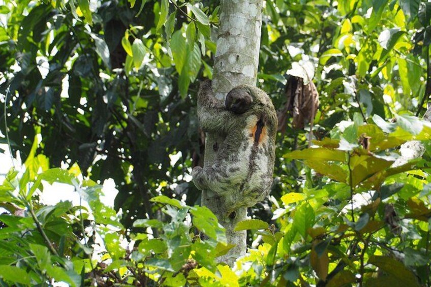 A tree with a monkey clinging to it amidst dense foliage. 4