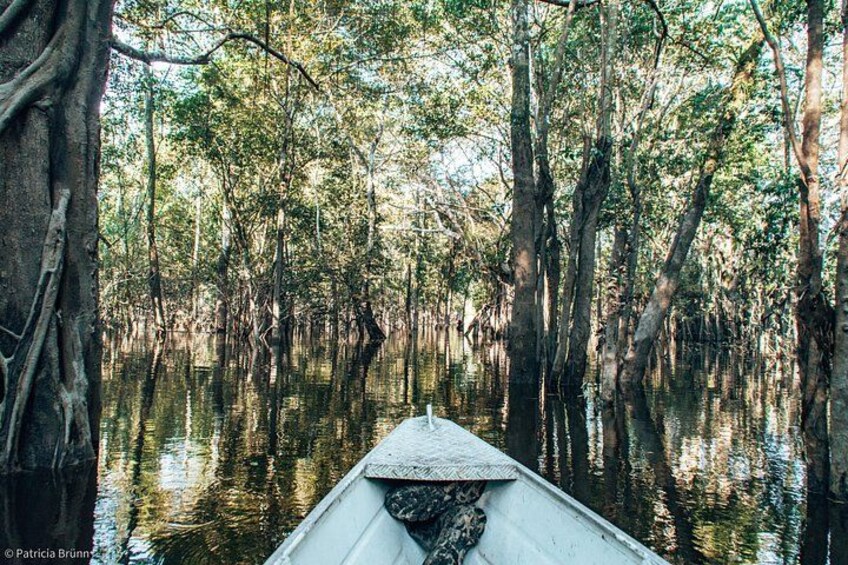 A boat in a swampy area with tall trees and water. 2