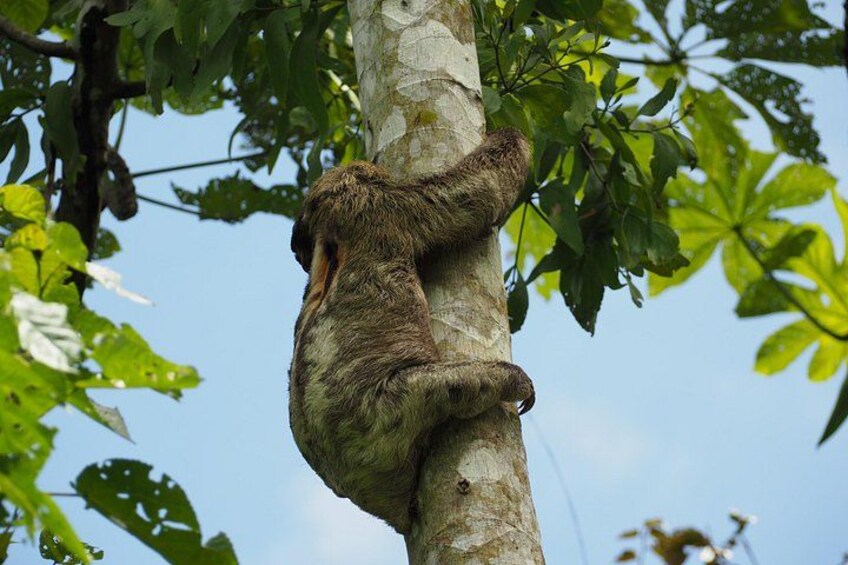 A sloth clinging to a tree trunk. 5