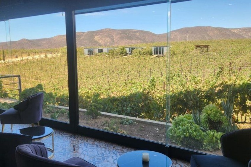 Private Valle de Guadalupe Wine Tour: All Wine Tastings Included 5