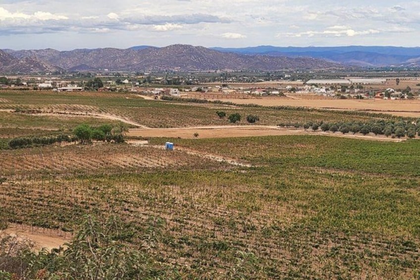 Private Valle de Guadalupe Wine Tour: All Wine Tastings Included 2