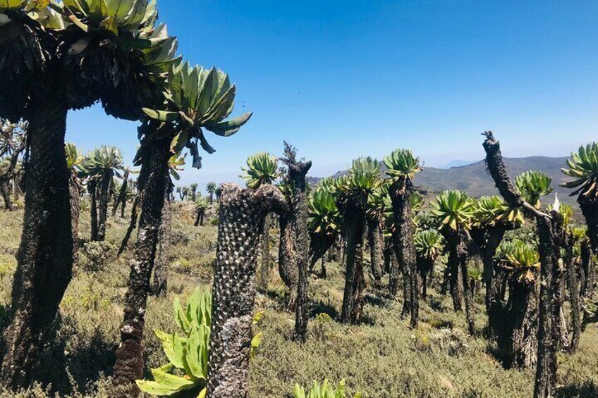 Eine Landschaft mit hohen Kakteen und blauem Himmel. 1