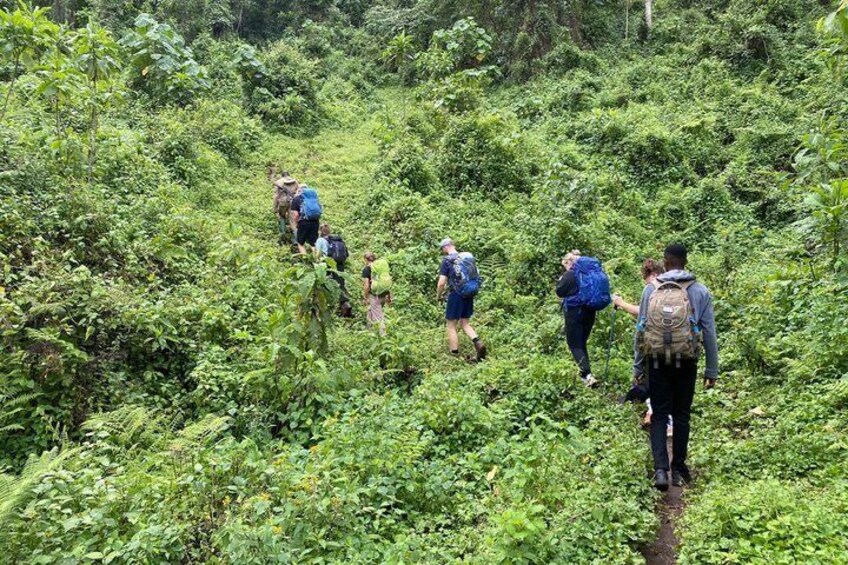Wanderer durchziehen einen dichten, grünen Wald. 3