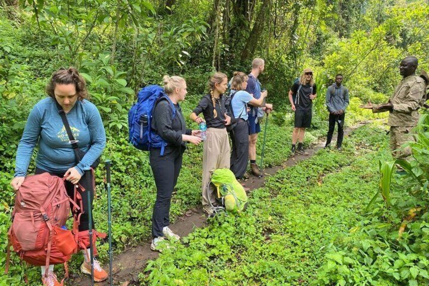 Eine Gruppe Wanderer auf einem Waldweg mit dichter Vegetation und einem deutlich erkennbaren Pfad. 2